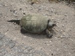 snapping turtle 1.JPG