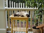 SIMON napping on the porch.jpg