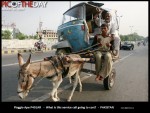 Donkey and P401AR - Lahore, Pakistan.jpg