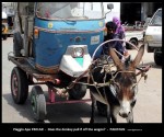 Ape - donkey and wagon show Pakistan.jpg