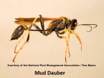 34-mud-dauber-wasp-_l0o5058-npma.jpg