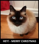 Simon - Christmas Greeting.jpg