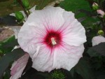 Dinner Plate Hibiscus.jpg