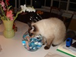 Simon drinking from the fish bowl.jpg