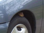 Chipmunk on a car tire.jpg