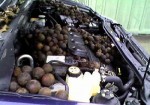chipmunk left black walnuts in a car.jpg