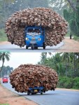 Mahindra Alfa - coconut husks.jpg