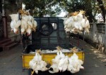 Broiler chickens - autorickshaw.jpg